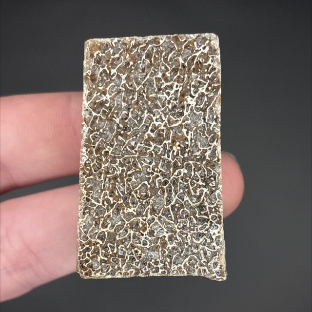 Atlasaurus Bone Fragment 