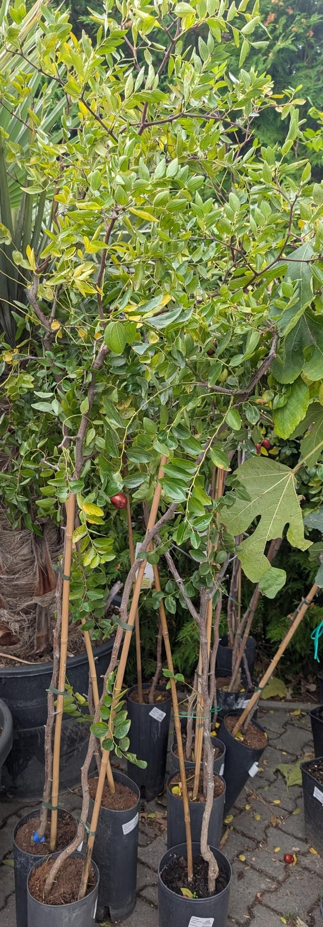 Azufaifo Chinesische Dattel