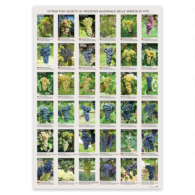 Poster PIWI delle 36 varietà iscritte in f.to 70x100 cm - stampa a colori su carta fotografica, plastificazione e tubo per il trasporto.