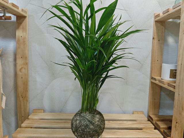 Taller de Kokedama Básico