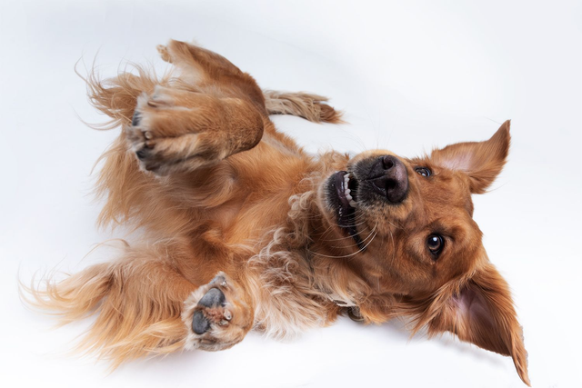 Portretshoot in de studio