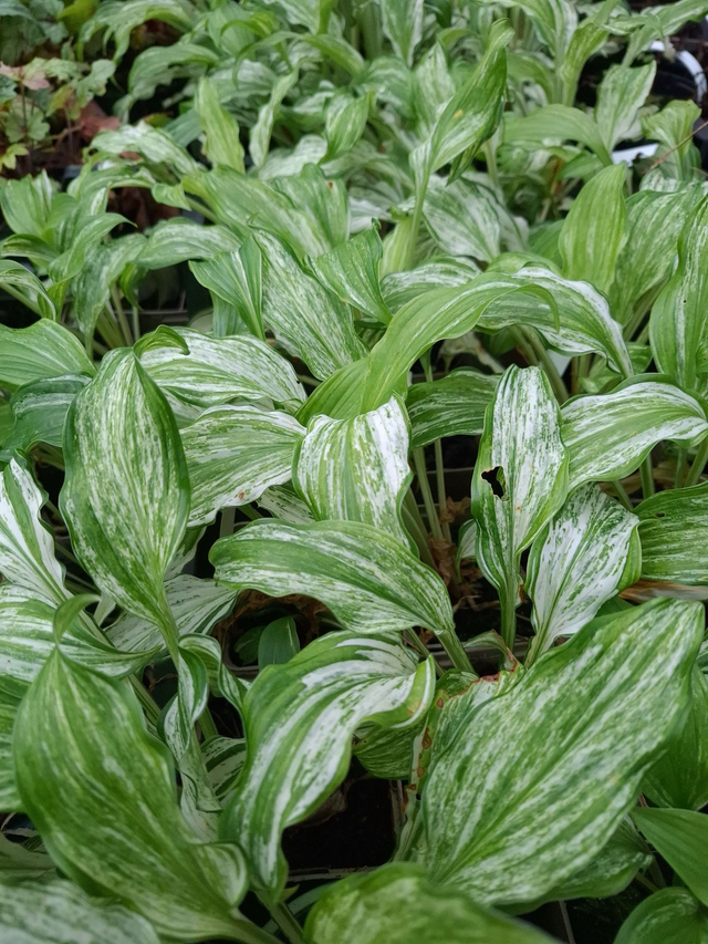 Hosta 'Kiwi Spearmint' P9