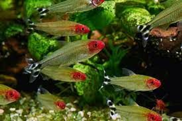 Rummy Nose Tetra