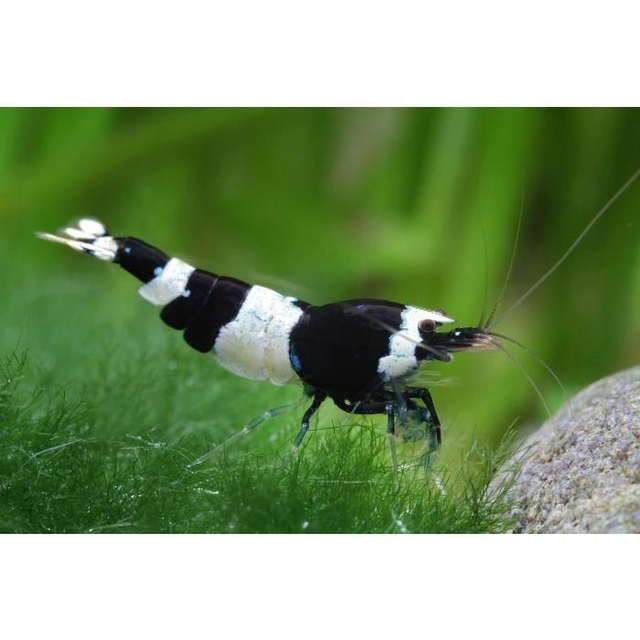 Caridina Cristal Black