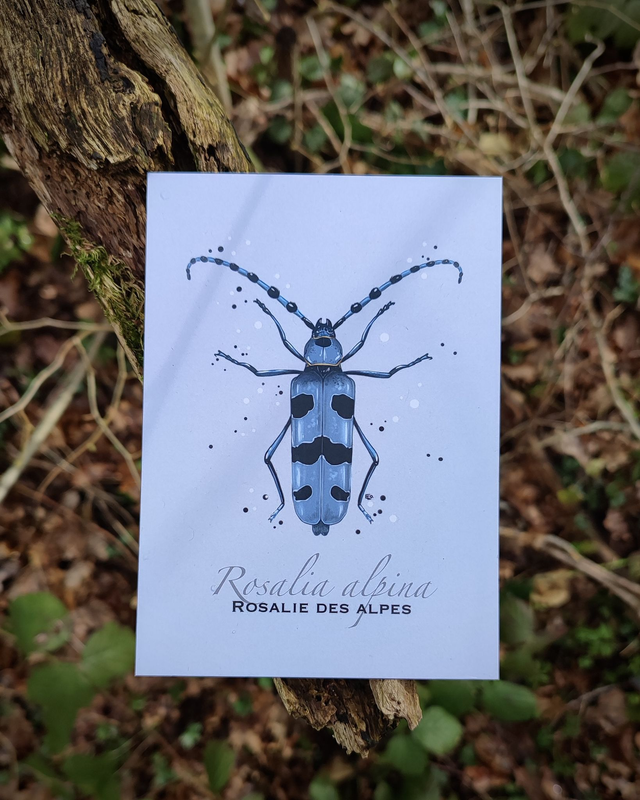 Rosalie des Alpes - Carte format A6