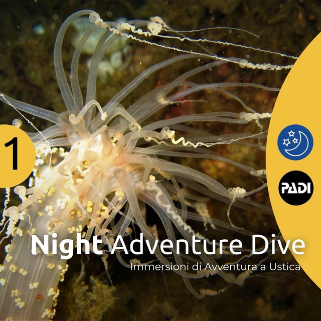 Night Adventure Dive