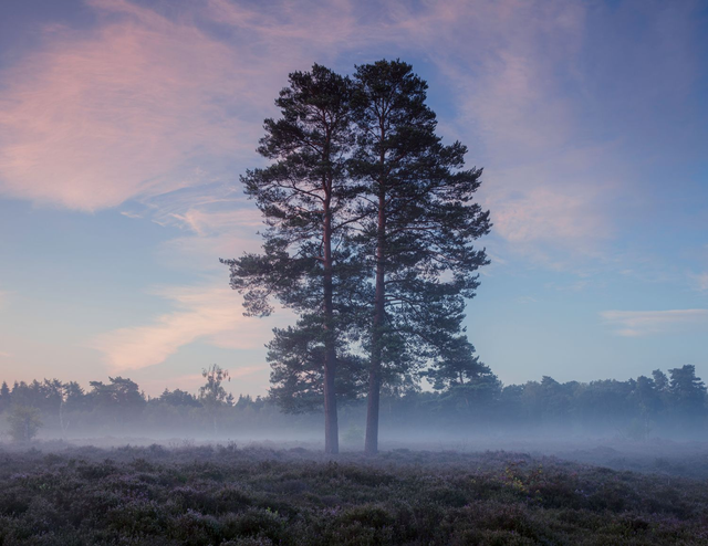 Blackheath Blue Hour