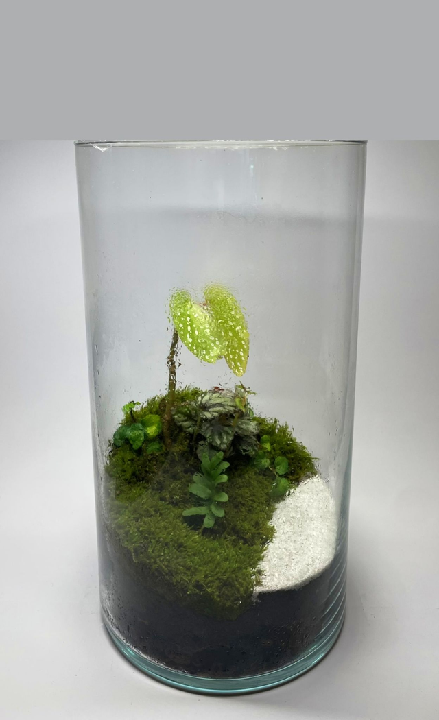 Biosphère"Bégonia Maculata"