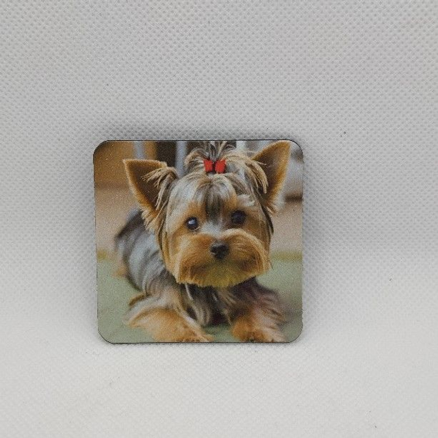 Chien - Yorkshire terrier