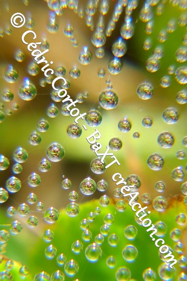 Impression sur alu dibond - Rosée et gouttes de pluie (ref 0034)