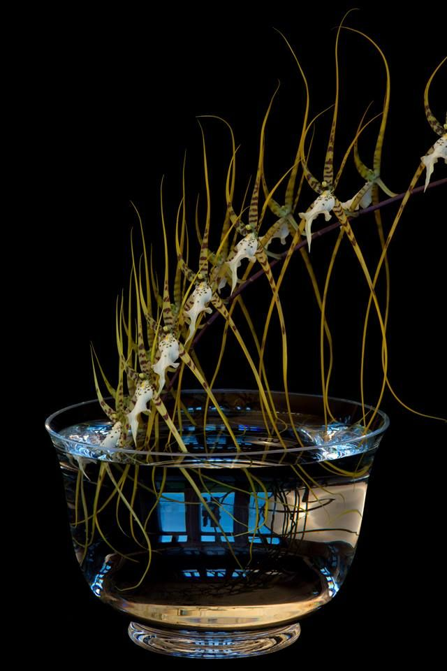 Heaven's Gate Essence