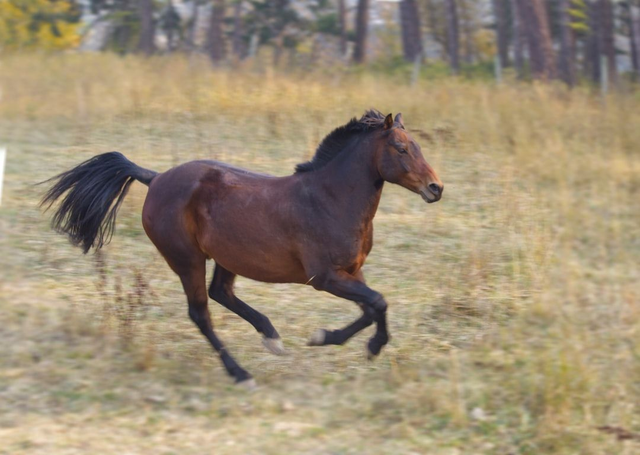 Buy a Horse