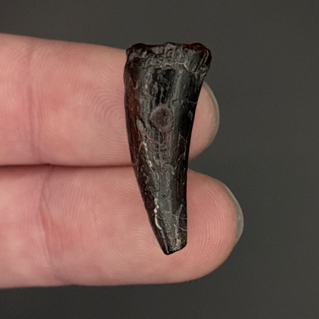 Sarcosuchus Tooth