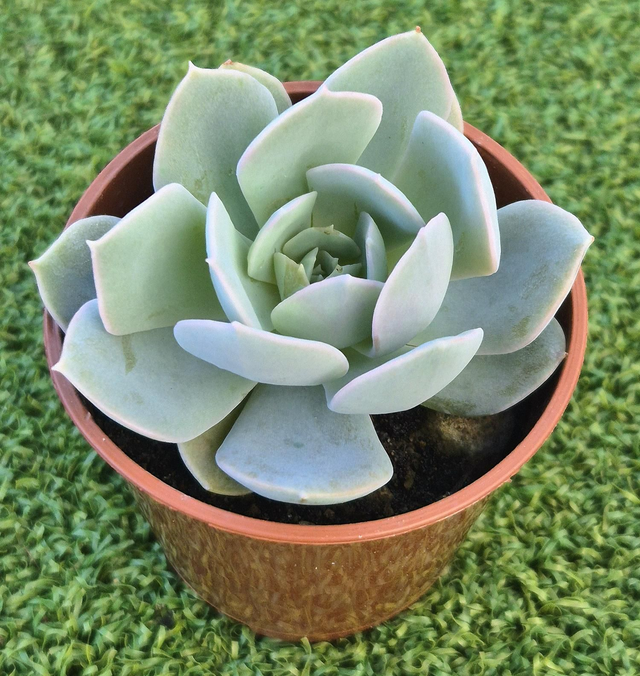 Echeveria &#039;Sugarbud&#039; 