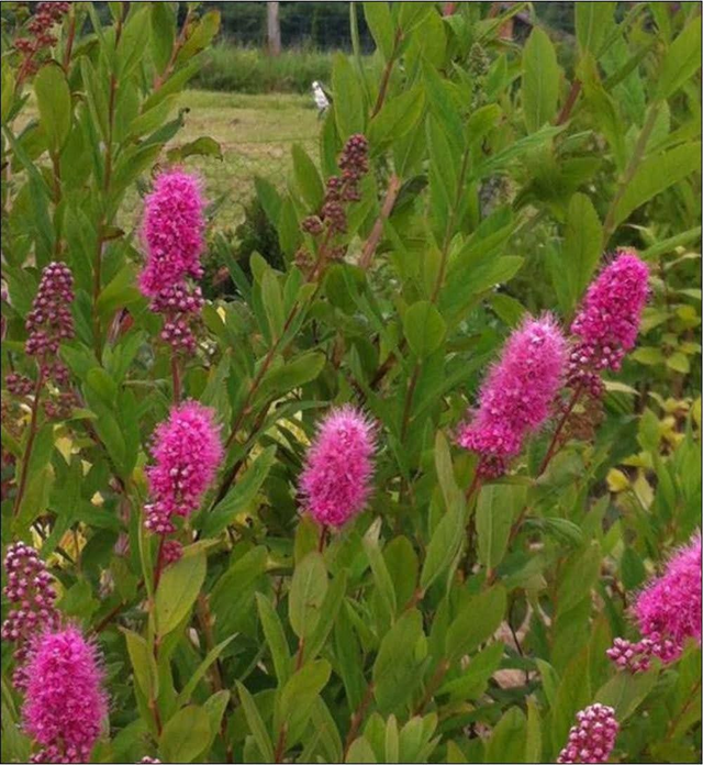 Spirea billardii - 1ltr pot