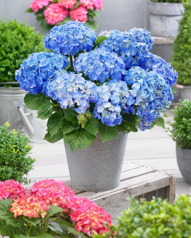 Hortensia