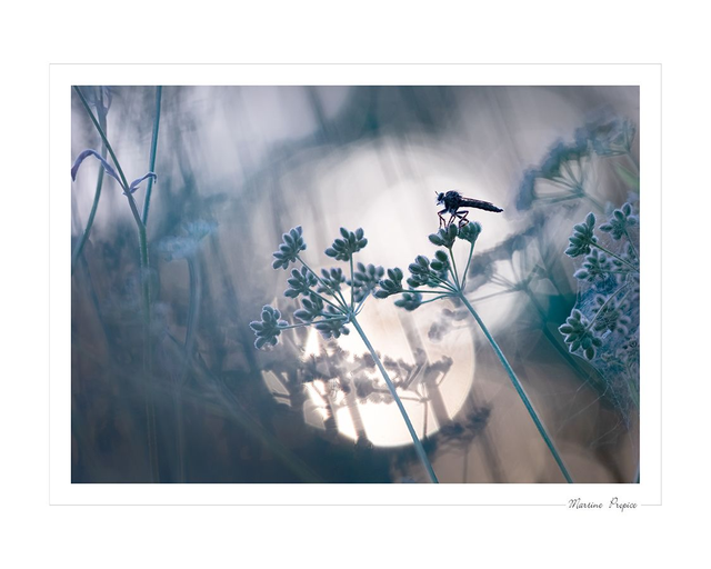 C220 - Sortir au clair de lune