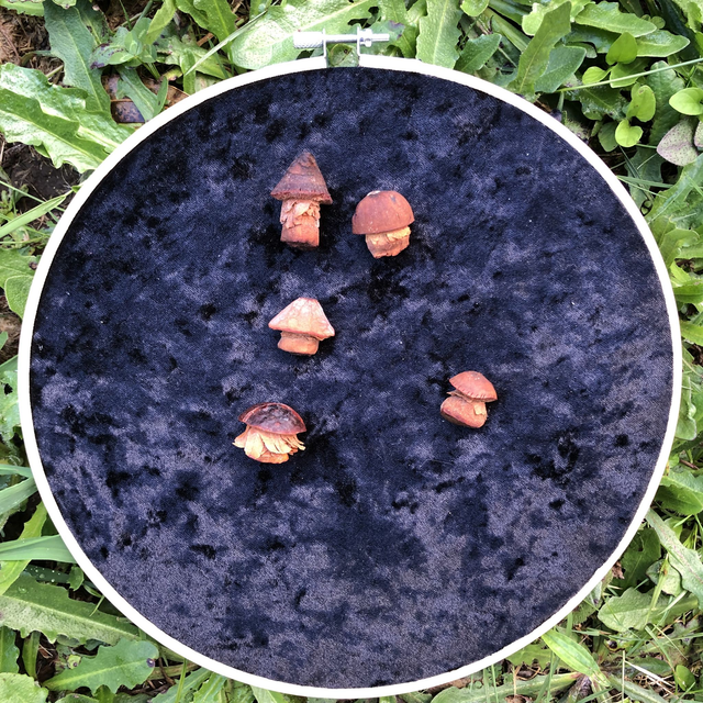 Prendedor 🍄