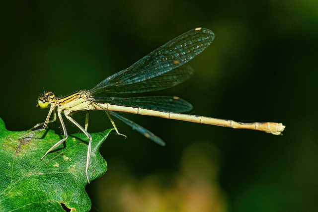 Agrion sur sa feuille