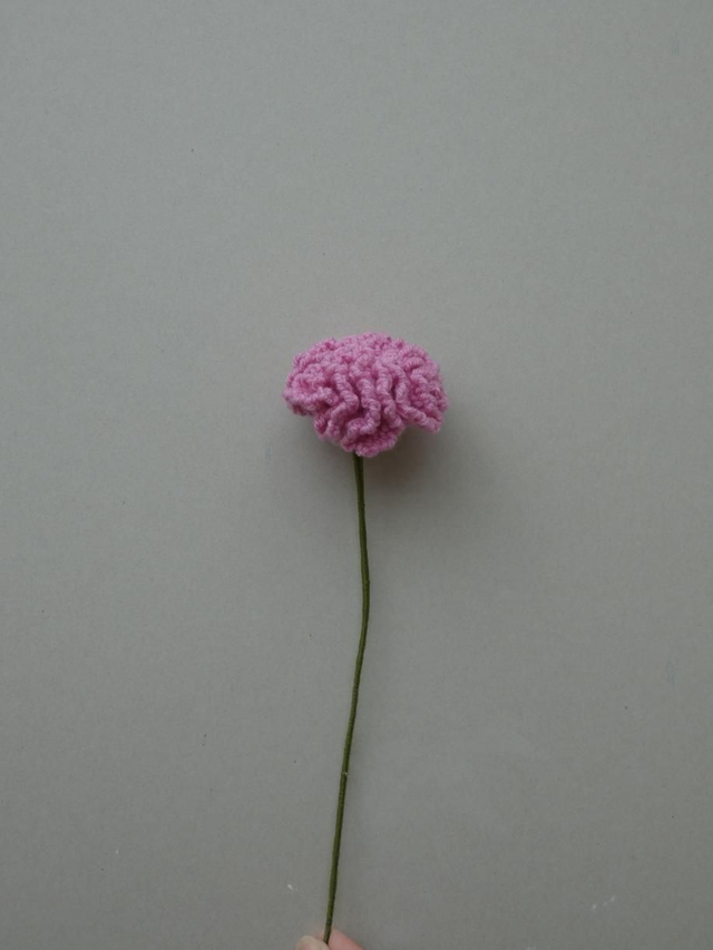 Œillet rose