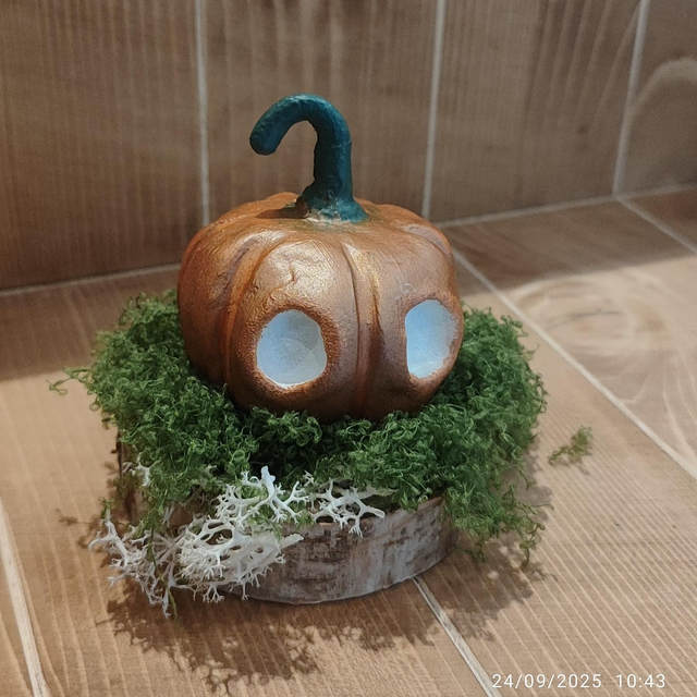 Darumas Courge #3