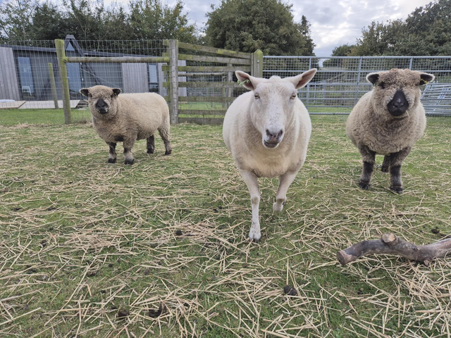 Donate To The Farm - Animal Care