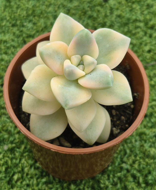 Graptoveria titubans 'Variegata'