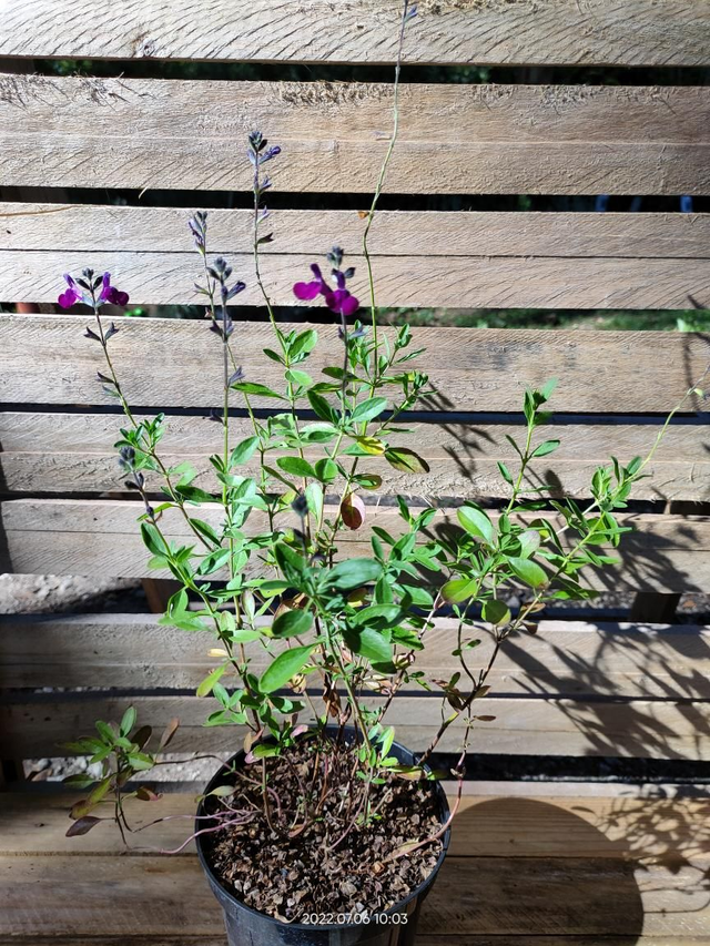 Salvia 'Violette de Loire' - Clt1.5