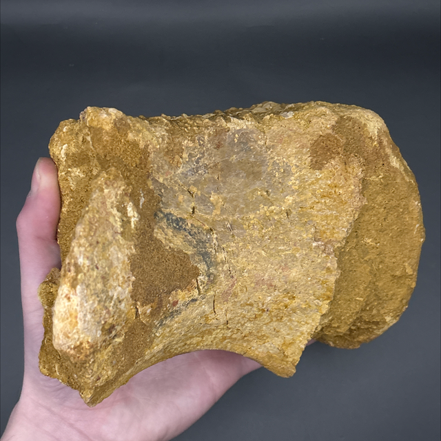 Spinosaurus Vertebra 