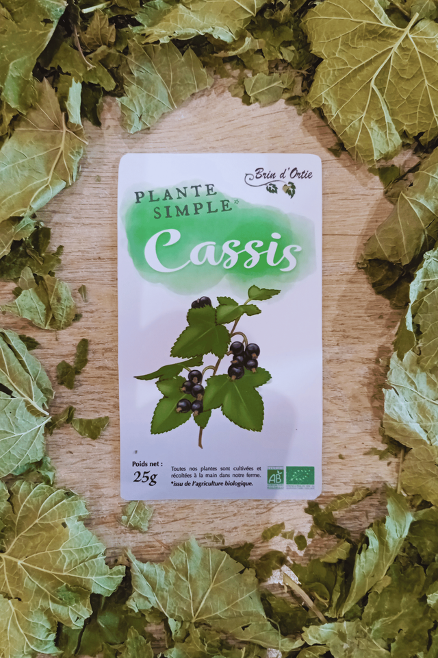  Plante simple, Cassis