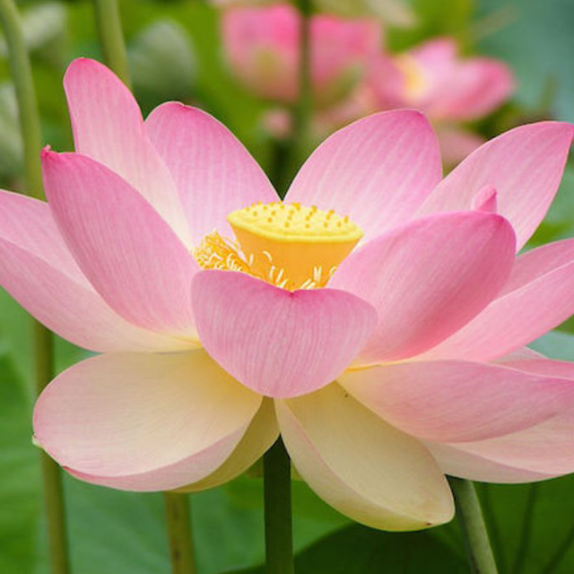 Ammorbidente fiori di loto