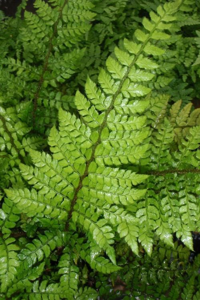 Polystichum makinoi - Makino&#039;s Holly Fern P9 