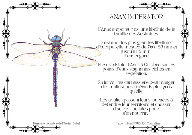 Anax imperator texte
