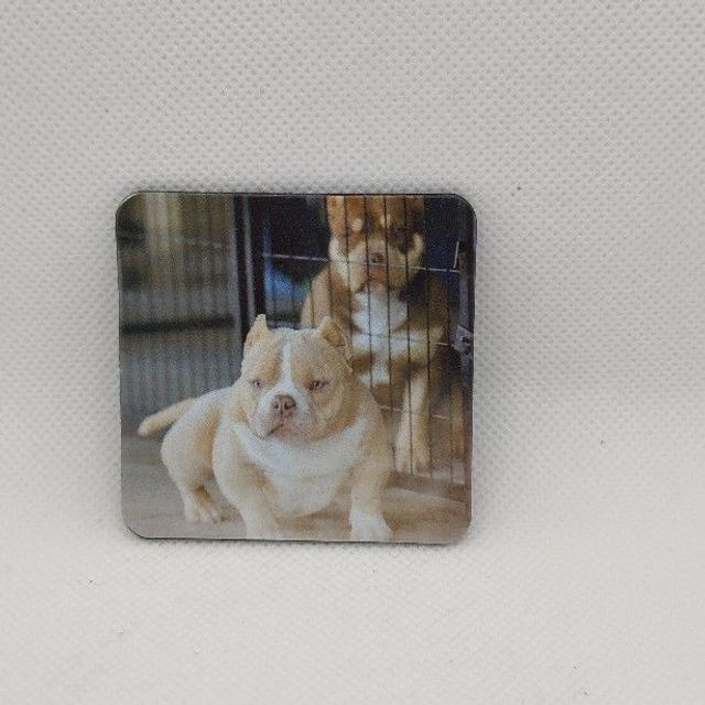 Chien - American Bully