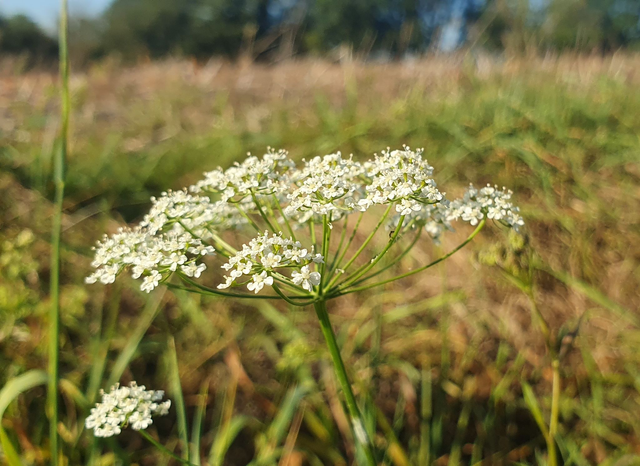 Petit boucage (Pimpinella saxifraga)