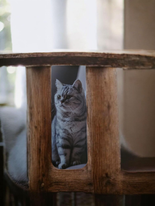 Marque Page  " Collection Ronron " 3