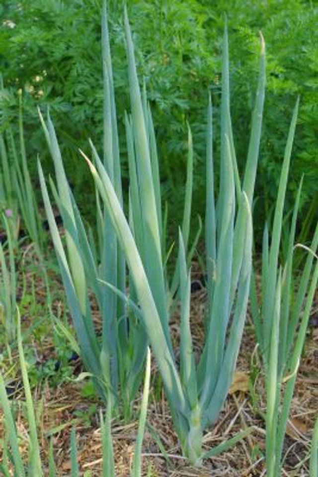 Ciboule du Japon Ishikura Bio ( Allium fistulosum )