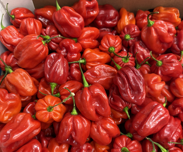 Fresh Ugandan Hot Pepper 