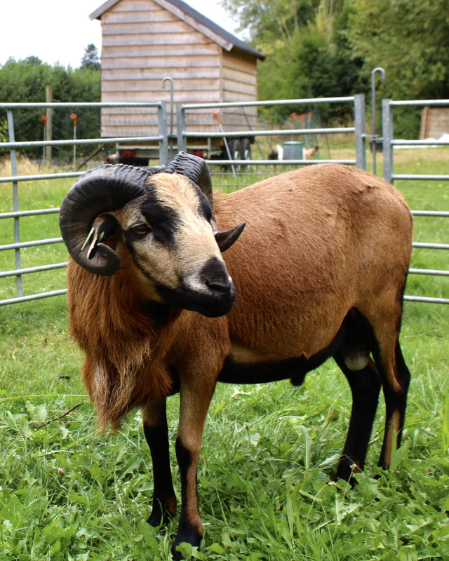 Schaap Mathieu