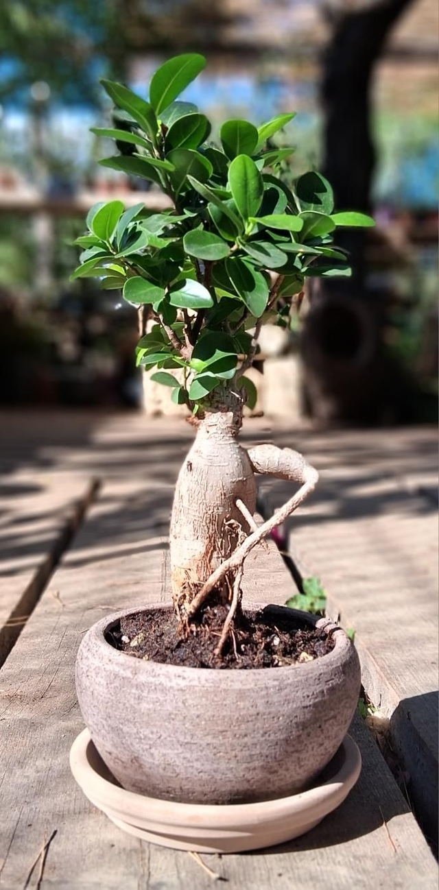 J11 . Ficus ginseng in Ciotola 'Rodi Etrusco'