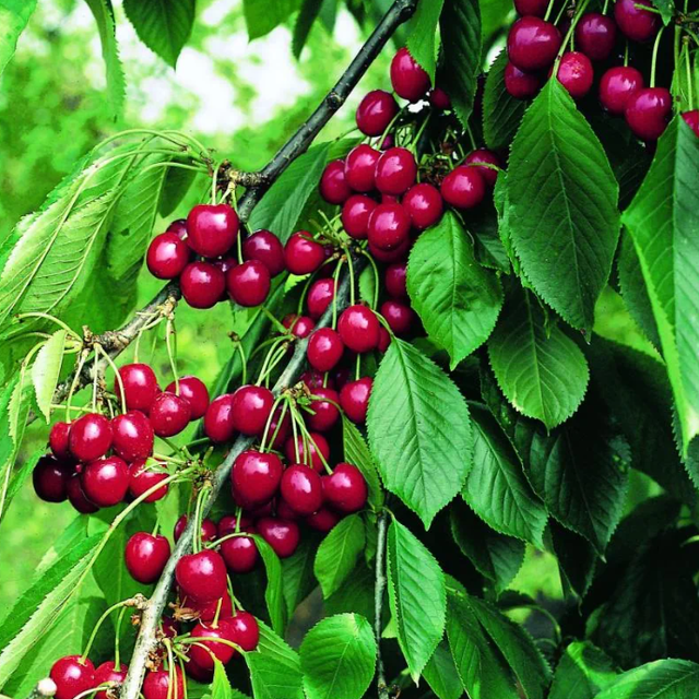 CERISIER belle magnifique