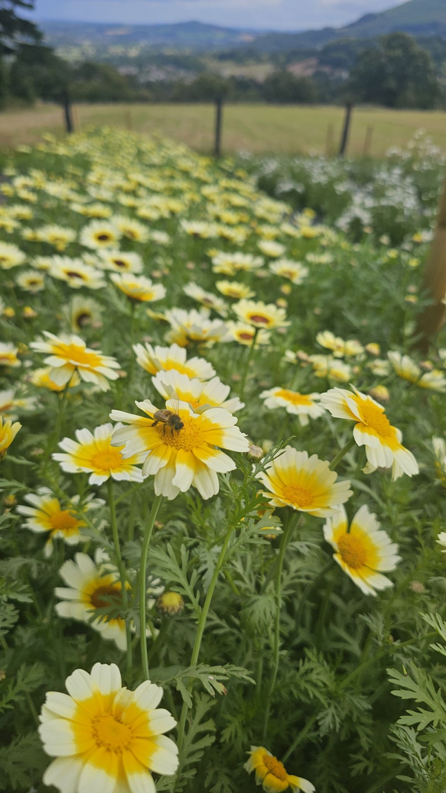 Brush Strokes & Blooms - Tuesday 19th August - 9am - 1pm