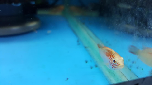 Mega orange apistograma 