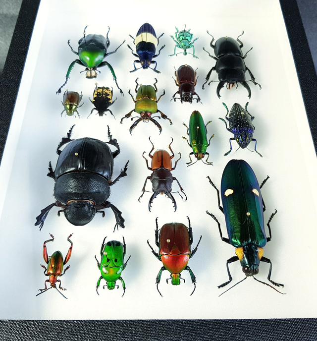 Collection de coléoptères du monde