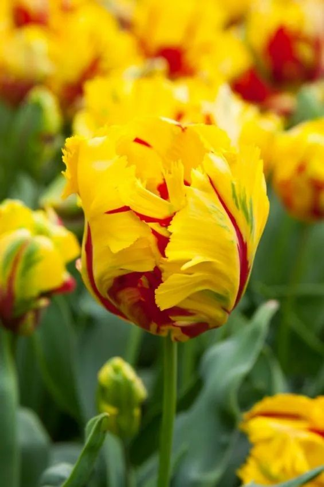 Tulipe Texas Flame – Bulbes à fleurs