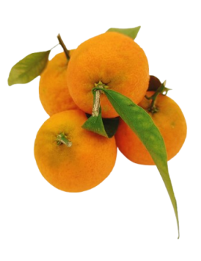 Clementine de Corse x4 - Origine France