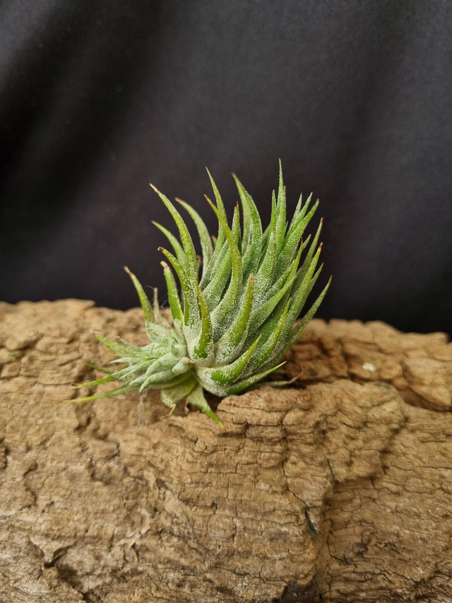 Tillandsia ionantha Peanuts