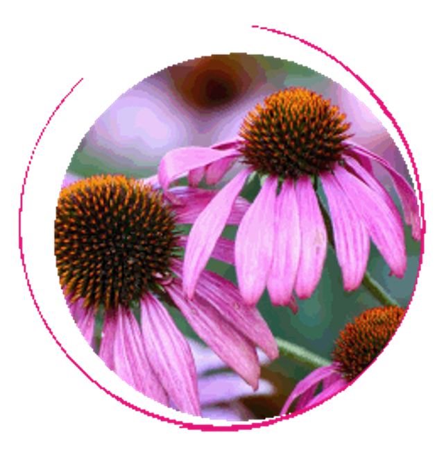 Macération solaire d’Echinacée