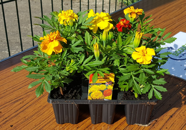Marigold (Triploid)