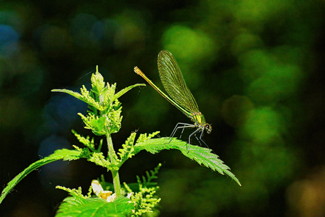 Demoiselle sur une ortie
